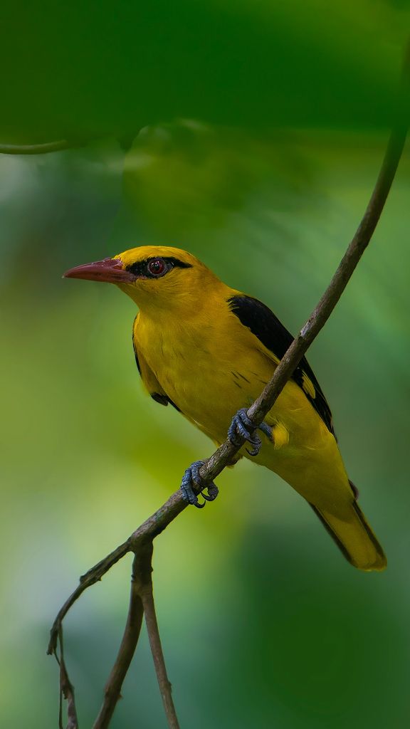 The Golden Oriole — the yellow bird who named this farmhouse